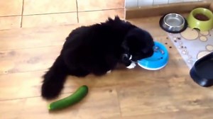 Have you ever tried putting a cucumber next to a cat?! | Little Angel