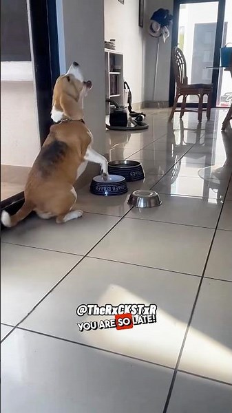 Casually Strolling In Late When I’m Starving! - RxCKSTxR Comedy Voiceover