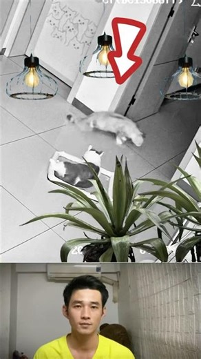 Shocking Moment a Cat Suddenly Panics and Collapses – Caught on Camera