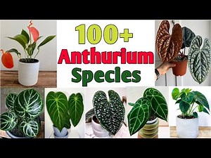 100+ Anthurium Plant Species | Anthurium Plant Varieties with Identification | Plant and Planting