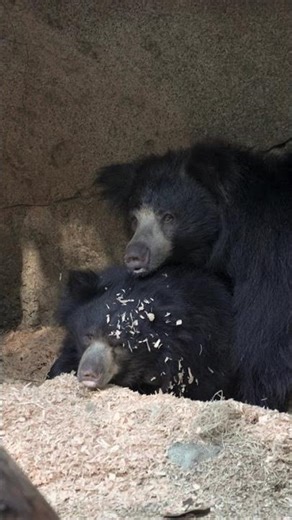 Sloth Bear Shenanigans