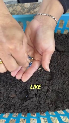 Mom is always inventing in her garden! Here’s how she uses a bottle cap and toothpick for planting seeds 🌱 | Judy Bao Garden