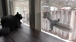 The Squirrel Channel is probably Cole and Marmalade's favorite, what about your cats? :) | Cole & Marmalade