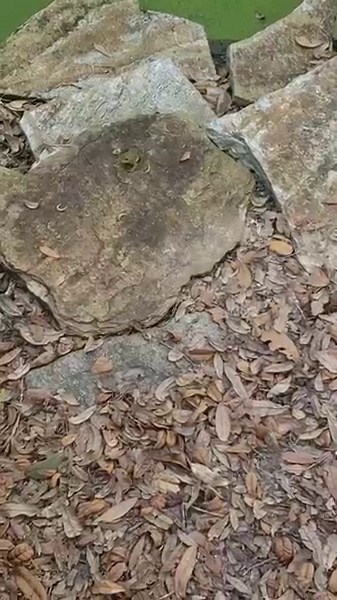 The small bullfrog is finally out of the pond and eating.