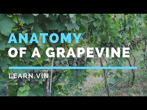 Making Wine: In the Vineyard | Anatomy of a Grapevine