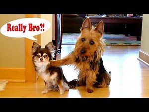 Try not to laugh challenge | Funny Guilty Dog Videos Compilation 2018