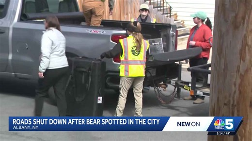 Black bear shuts down roads in Albany, New York