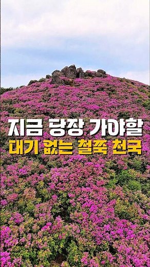 지금 당장 가야할 대기 없는 철쭉 천국 /5월 국내여행지 추천 /5월에 가볼만한곳 /철쭉축제 /봄여행지 /봄꽃축제 /보성여행 /전남 여행지 추천 /전남 가볼만한곳 /전라도 여행
