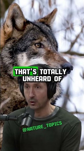 Glenn Villeneuve's Shocking Wolf Encounter - 20 Wolves on the Hunt! | Joe Rogan Experience