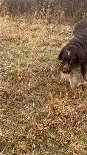 Rabbit hunting over German wirehaired pointing griffon shorthaired pointer (basically all of them)