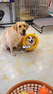 What Happens When Dogs Play Ring Toss? 🐶 | Petsplain