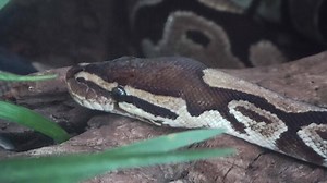 Download A ball python is coiled around a dead branch, taking a nap for free