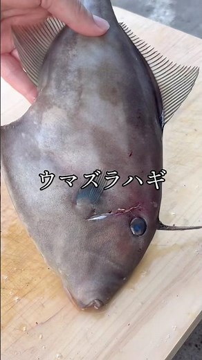 Simmered filefish! #cooking #filefish #fish #simmering #shorts