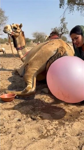 Incredible Camel Delivery Nature’s Powerful Moment!