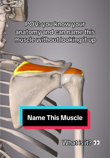 Identify the Shoulder Rotator Cuff Muscle