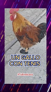 UN GALLO 🐓 CON TENIS #humorviral #divertido #familia #risasaseguradas #bromasdivertidas #reelsviralシfb #viral #gallo #animales | Tú eres loco