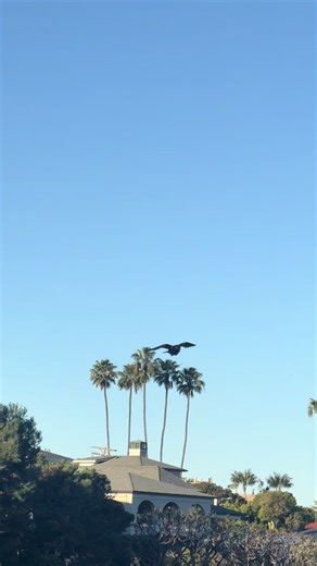 Slow motion crow flying