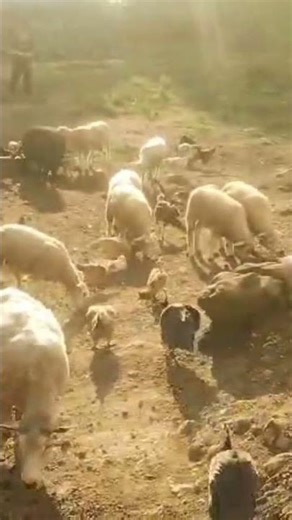 a bicharada do meu irmão sima