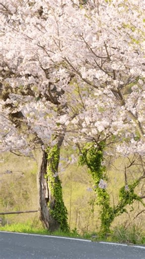 clip-4003495025-cherry-blossoms-along-country-road-spring-vertical