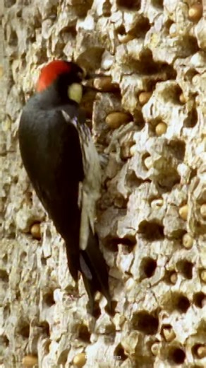 When evolution creates patterns humans instinctively avoid