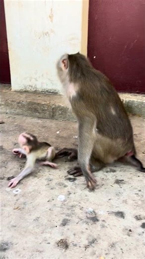 OMG! Why Mum Rejects Constant Clinging While Baby Need Warm Chest #cute #animals #shorts #viral