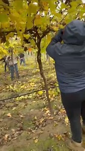 46K views · 2.8K reactions | Benita works in grape pruning in the...