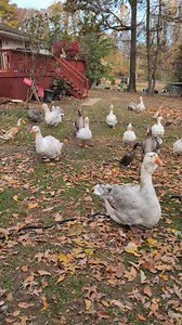 #dewlapgeese #sebastopol | Michelle's Menagerie