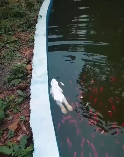 A rabbit who feels life in society is hard to live through, and decided to start living as a goldfish from today