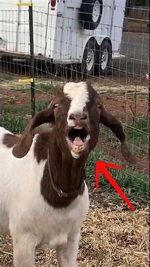 Did You Know Goats Can Scream Like Humans 😨🐐