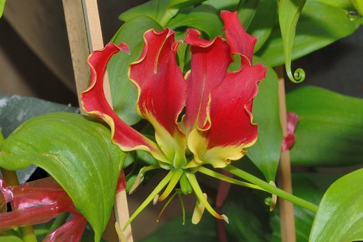 Gloriosa superba rothschildiana