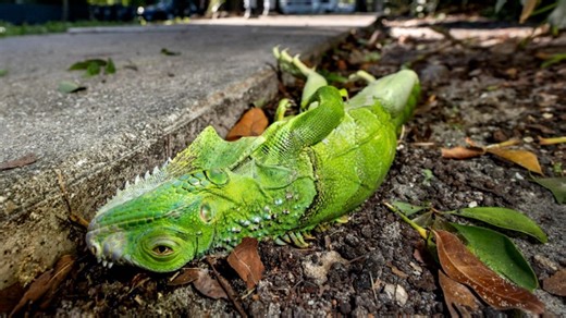 フロリダのイグアナは「ディズニーのような生活を送っていない」　専門家 - CNN.co.jp