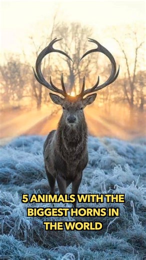 257K views · 4.5K reactions | 5 Animals With The Biggest Horns In The World | Engineering & Science | Facebook