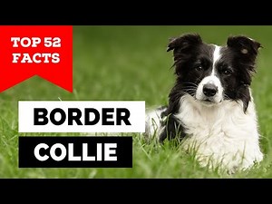 99% of Border Collie Owners Don't Know This
