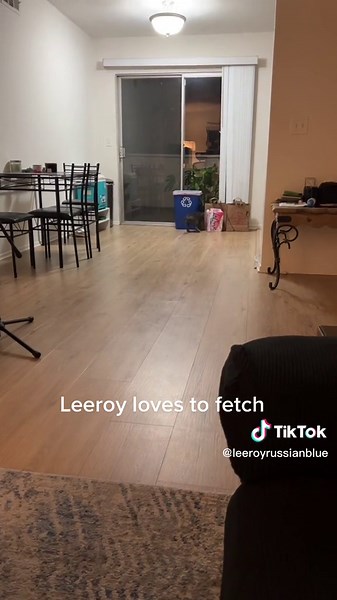 Bro really plays fetch #CatorDog #russianblue #cat