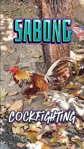 Sabong Cockfighting