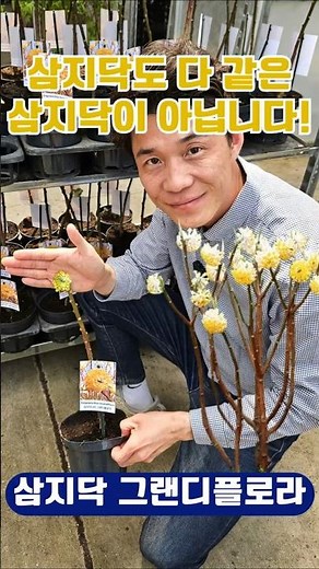★판매처★ 국제원예종묘 : 041-674-6699 [삼지닥나무 그랜디플로라]