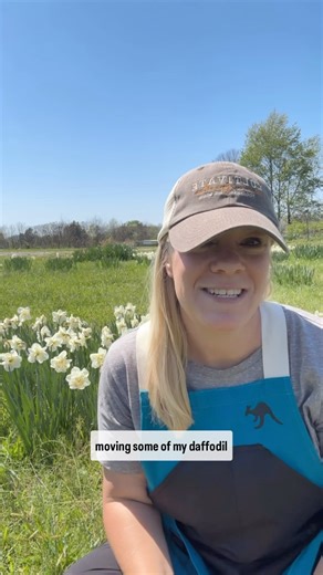 3.8K views · 26 reactions | I am a rule follower but not when it comes to moving plants!  I am currently digging up, dividing and transplanting daffodils here at the farm. Yes, even though some are in bloom! Comment DIGGING DAFFS and I’ll DM you my blog post with a photo step by step process AND the YouTube video showing the same. Happy digging! | Blooming Joy Flower Company | Facebook