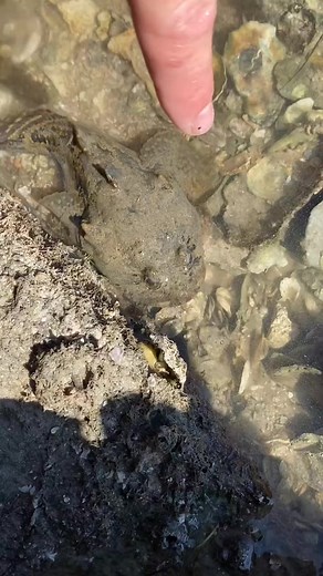 Fat toad fish bit me #fblifestyle #fish#fyp#foryou#cute | Yoink guy