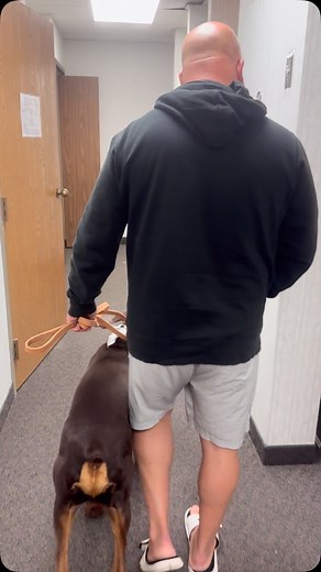 💥 HEEL 💥 Heel is an extremely important command that I always utilize when training a dog. I highly recommend this command to any dog owner as there are so many benefits to utilizing the heel command. As an owner, heel helps an individual have complete control over any situation with your dog. An example being: Having your dog embrace the heel command while other dogs are loose or displaying levels of chaos , heel keeps your dog in check and protected from surrounding distractions. Heel should