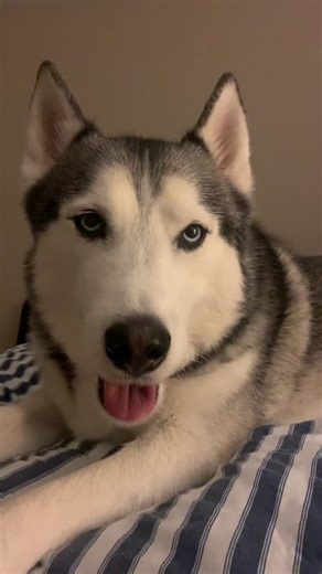 Talking in my Deep Voice! - Husky with Deep Voice Compilation