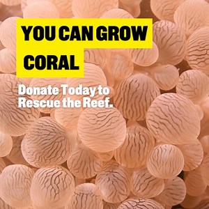 27K views · 81 reactions | It’s getting harder and harder for our coral ecosystems to survive mass bleaching events, but we have the toolkit for change. Thanks to scientific breakthroughs we can grow corals with increased thermal tolerance to help them adapt to warming ocean temperatures. Donate today to set the recovery in motion: https://www.reefrescueappeal.org/taxappeal | Great Barrier Reef Foundation | Facebook
