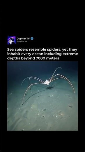 Sea Spiders 🕷️