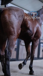 Avant/après maladie de Harper Ce cheval a été référé à Equitom Namur suite à la maladie de Harper. 🔍La maladie de Harper se traduit par une flexion exagérée du membre lors de l’avancée du pied. Contrairement aux formes bilatérales liées à des toxines végétales, ce cas était unilatéral, avec plusieurs causes possibles comme une douleur, un traumatisme des extenseurs ou une cicatrice au niveau du jarret. À ne pas confondre avec le “Shivering”, une affection différente aux signes parfois similaire