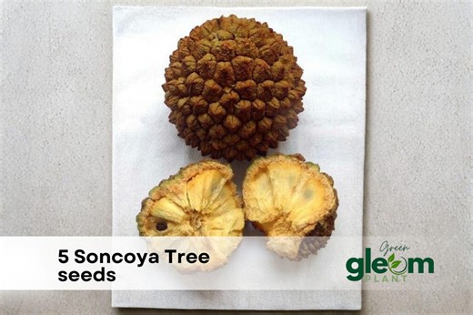 5 Soncoya Fruit Tree Seeds for Planting – Seeds - Etsy