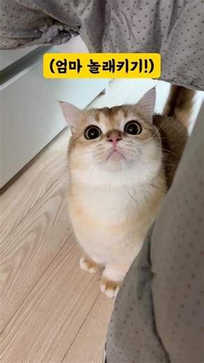 슈렉고양이 닮은 고양이랑 잡기놀이