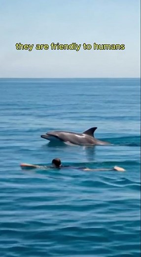 5 Dolphin Facts You Didn’t Know #facts#dolphin #ocean