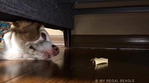 "All I want in life is this tortilla chip." - Sid Check out more pet vids here: http://bit.ly/2gCnVpA #ad | my regal beagle