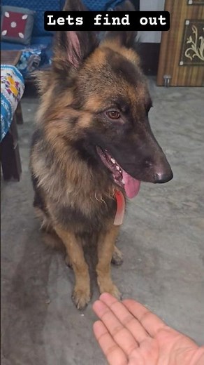 My German shephard is shy. #shorts #dog #trending