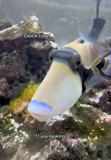 Triggerfish Care in a Saltwater Aquarium