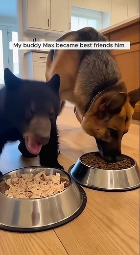 I heard loud crying noises and found a bear cub alone in the snow